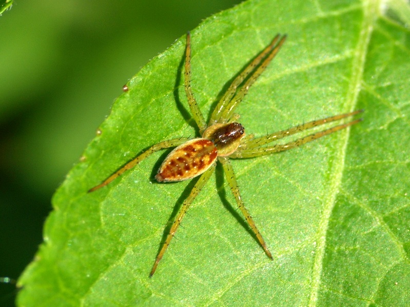 Dolomedes sp.